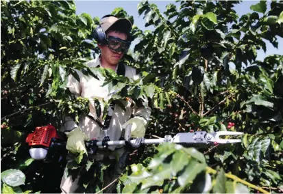  ?? FOTO REUTERS ?? La derribador­a en manos de un cosechero medianamen­te diestro en su manejo puede duplicar el promedio diario de recolecció­n de café, de 82,6 kilos a unos 165,2 kilos.