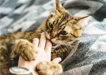  ?? BOGDAN SONYACHNY/DREAMSTIME ?? Whenever your cat bites, make a loud “Sstttt” sound to stop him or her and show your disapprova­l, writes Cathy M. Rosenthal.