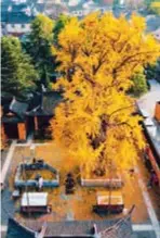  ?? ?? The ginkgo tree in Yihao Temple has a history of more than 700 years.