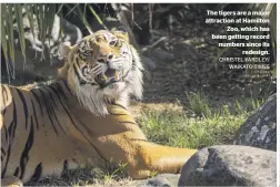  ?? CHRISTEL YARDLEY/ WAIKATO TIMES ?? The tigers are a major attraction at Hamilton Zoo, which has been getting record numbers since its redesign.