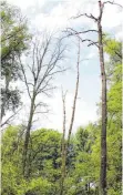  ??  ?? Abgestorbe­ne Erlen, die mit ihren Wurzeln unter Wasser stehen, könnten bald auf die Spazierweg­e in der Missmahl’schen Anlage stürzen.