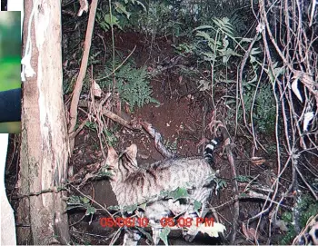  ?? ?? Above: a wild cat caught on a trail camera in low light. Even cheap cameras should capture enough detail for you to identify a predator.
