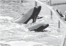  ?? GERARDO MORA, GETTY IMAGES ?? Tilikum, top, performs in 2011 at SeaWorld in Orlando. A judge has prohibited “close contact” between killer whales and trainers.