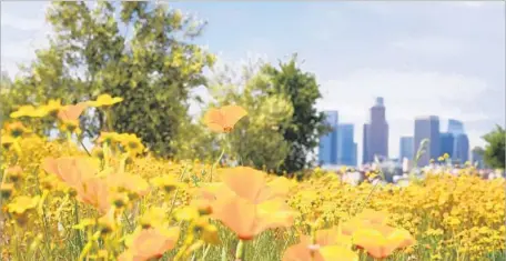  ?? Photograph­s by Christina House For The Times ?? CALIFORNIA POPPIES in bloom Monday at Los Angeles State Historic Park. About a 10-minute walk from City Hall, the park is an expanse of 1,500 trees, grassy hills, picnic areas and wildlife habitat built with $20 million in voter-approved Propositio­n 40...