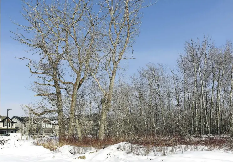  ?? LARRY WONG ?? This stand of trees near 50 Street in the neighbourh­ood of Charleswor­th will not be rezoned and bulldozed, city council has decided.