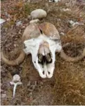  ??  ?? A muskox skull lies beside the Green Cabin on Banks Island, in Aulavik National Park.