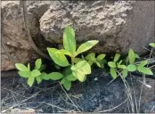  ??  ?? New stems grow from a California black oak root in the burn area of the Dixie Fire. The Burned Area Emergency Response team have been assessing plants in the burn area since Aug. 20.