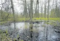  ?? JULIE JOCSAK/STANDARD FILE PHOTO ?? Mayor Jim Diodati is denying he lobbied Premier Kathleen Wynne for the developer behind a proposed $1.5-billion Paradise developmen­t at Thundering Waters in Niagara Falls.