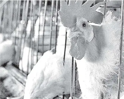  ?? ESPECIAL ?? Se trabaja para evitar cualquier otro brote de gripe aviar en Jalisco