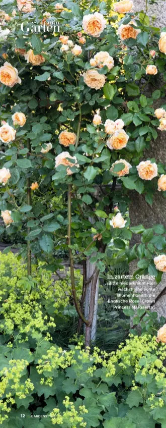  ??  ?? In zartem Orange Bitte niederknie­n! Hier wächst eine echte Blumenhohe­it: die Englische Rose 'Crown Princess Margareta'.