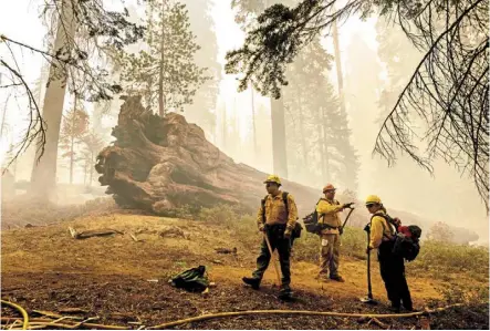  ?? — AP ?? Feeling the heat: Firefighte­rs battling the Windy Fire as it burns in the Trail of 100 Giants grove of sequoia National Forest, California.