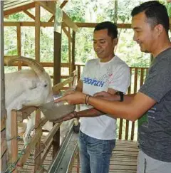  ??  ?? MOHD Amin (kiri) memberi kambing makanan di kandang belakang rumahnya di FELDA Lui Timur.