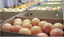  ?? ZANELE ZULU African News Agency (ANA) ?? THE VOLUME of citrus exports rose exponentia­lly to 817 023 tons, which was up 1.6 percent year-on-year, according to TradeMap data. |
