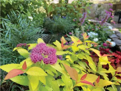  ?? (Norman Winter/tns) ?? The Double Play Candy Corn spirea reaches about 24-inches tall and 30-inches wide and bears colorful purple/red flowers, left, as well as orange foliage on new growth, right. Older leaves turn a pineapple yellow, or chartreuse, color.