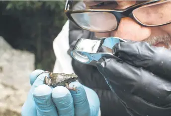  ?? ?? Herpetolog­ist and conservati­on biologist, Enrique La Marca, observes with a magnifying glass the details of a specimen of the Mucuchies frog.