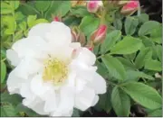  ??  ?? ‘Henry Hudson’ (Explorer series): This semi-dwarf rugosa shrub rose has fragrant white flowers with a slight apple-blossom fragrance. It grows 1.2 by 1.0 metre.