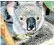  ??  ?? Koalas can get by on a diet of poisonous leaves, but their numbers have been hit by habitat loss and disease