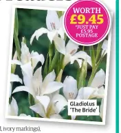  ??  ?? Gladiolus ‘The Bride’