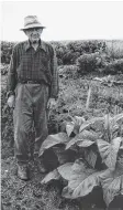  ?? JAKE WERNER/ SPECIAL TO THE GUARDIAN ?? A tobacco farmer stands next to his plant in “Man of the Land”, in this gelatin silver print. The photograph­er was inspired by the man and his lushness of his crop.