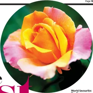  ?? Picture: ALAMY ?? World favourite: The Peace rose