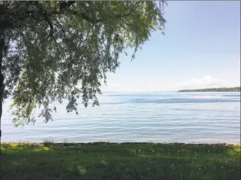  ?? Joe Amarante / Hearst Connecticu­t Media ?? One of the willow trees along the northern edge of Seneca Lake in Geneva, N.Y.