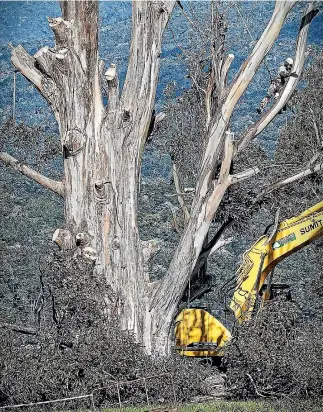  ?? PHOTO: BARRY HARCOURT 633270978 ?? This large gumtree has towered over Te Anau’s iconic Bluegum Point for an estimated 100 years.