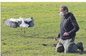  ?? FOTO: MAGUIRE ?? Mirjam Kummert fand einen ausgehunge­rten, hilflosen Weißstorch, übergab ihn an Ornitholog­en Reinhart Vohwinkel – und rettete sein Leben.