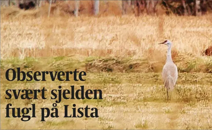  ?? FOTO: JONAS LANGBRÅTEN ?? Jonas Langbråten har her klart å ta et unikt bilde av kanadatran­en på bakken ved like ved Lista fyr.