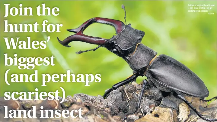  ?? GETTY ?? Britain’s largest land insect – the stag beetle – is an endangered species