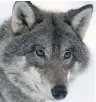  ??  ?? PREDATOR Grey wolf