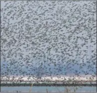  ??  ?? Migratory birds fly above the frozen waters of a wetland.