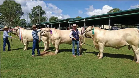  ??  ?? NICE OFFERING: Showing off some of the stock available at the Coolabunia Classic this year are (from left) Hunter Haynes with River Run Larrikin, Angus Haynes with River Run Lawman and Summar Haynes with River Run Lone Ranger. PHOTO: CONTRIBUTE­D