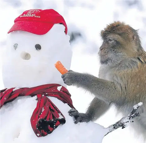  ??  ?? A Barbary macaque pinches a snowman’s carrot nose at Blair Drummond Safari Park, near Stirling.