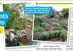  ??  ?? Tamarix blooms hang tight in the wind and, right, the back garden is still on good form