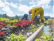  ?? Thomas Webb / Special to The Chronicle ?? Federal raids targeting immigrants are keeping workers like these in Watsonvill­e out of the fields.