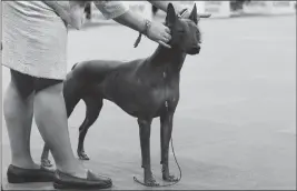  ?? ASSOCIATED PRESS ?? IN THIS FEB. 15, 2016, file photo, a xoloitzcui­ntli is shown in the ring during the non-sporting group competitio­n at the 140th Westminste­r Kennel Club dog show, at Madison Square Garden in New York.