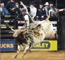  ?? Associated Press photo ?? Canadian Ty Pozzobon, aboard Bone Handle, competes in Round 1 of the Profession­al Bull Riders Monster Energy Invitation­al in New York's Madison Square Garden, Jan. 4, 2013.