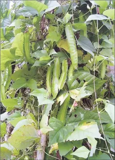  ??  ?? Not only are winged beans edible, but the young leaves and pods can also be eaten either raw or cooked.