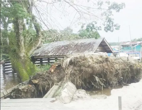  ??  ?? The fallen tree at the Supenaam Stelling