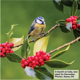  ?? ?? A bluetit on holly, star plant for December. Photos: Alamy/PA