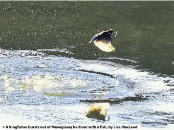  ??  ?? > A kingfisher bursts out of Mevagissey harbour with a fish, by Lisa MacLeod