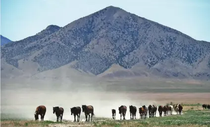  ?? ASSOCIATED PRESS FILE PHOTOS ?? ABOVE: Wild horses roam free on the range in 2018 amid a mountain backdrop outside Salt Lake City. TOP: Horses kick up dust in 2018 as they race to a watering hole.