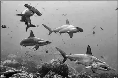  ?? Pelayo Salinas/fcd ?? • El tiburón martillo común es una especie que está clasificad­a como en ‘peligro crítico de extinción’.