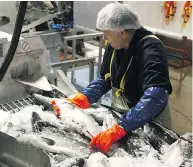  ?? FINANCIAL POST FILES ?? A processing unit at Cooke Aquacultur­e, which is based in Blacks Harbour, N.B., and produces about 100,000 metric tonnes of salmon annually,