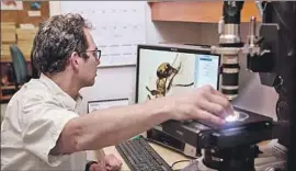  ?? Deniz Durmam ?? CURATOR Brian Brown of the Natural History Museum of Los Angeles County inspects the contents of a piece of amber through a microscope.