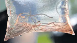  ??  ?? In this file photo, baby eels swim in a plastic bag after being caught near Brewer, Maine.