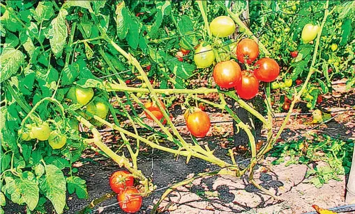  ??  ?? Verificaci­ón. Zapotitán, Sacacoyo, Rosario, Armenia y Atiquizaya fueron los municipios donde se realizaron las pruebas del tomate para campo abierto.