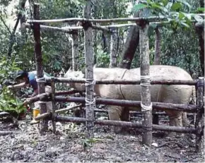  ?? FILE PIC ?? Puntung is one of the last Sumatran rhinoceros­es in Sabah, now awaiting euthanasia due to terminal skin cancer.