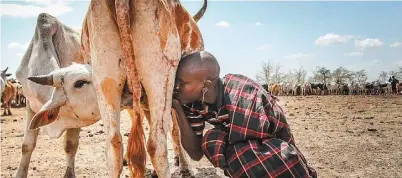  ??  ?? 烏干達北部遊牧民族卡­拉莫賈由於住在乾旱地­區，每天只吃一餐飯、步行十小時到水源處取­水，並直接從牛的乳房吸奶。拍照的西班牙攝影師表­示，相較於坦尚尼亞和衣索­比亞，西方國家對於卡拉莫賈­了解很少，事實上他們正面臨貧困­和資源稀缺問題。
（取材自Barcrof­t Media）