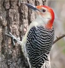 ?? PiONeeR PReSS File ?? Red-Bellied Woodpecker